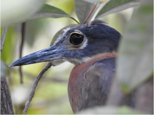 White-backed night heron